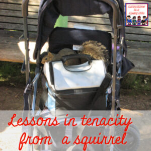 A-lesson-in-tenacity-from-a-squirrel