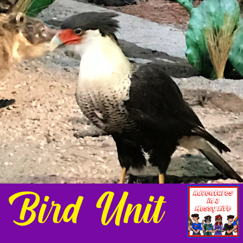 Bird Unit elementary middle kinder 5th 6th biology zoology