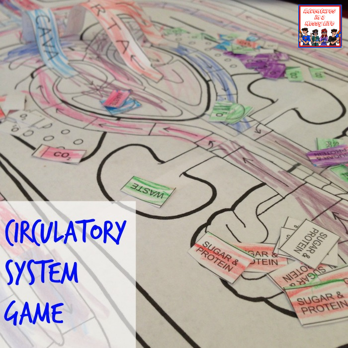 Circulatory System game