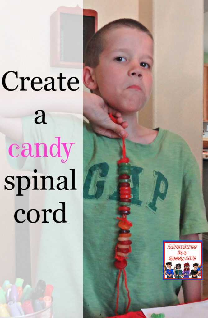 Create a candy spinal cord