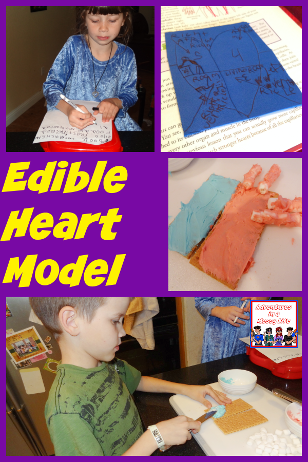 Edible heart model science lesson