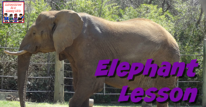 Elephant lesson for homeschool science