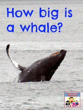 How big is a whale
