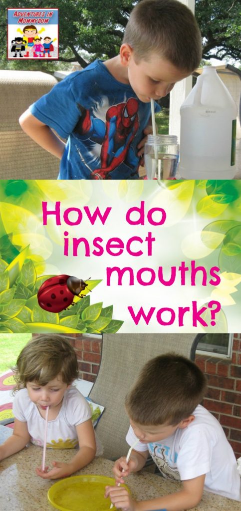 How do insect mouths work science lesson