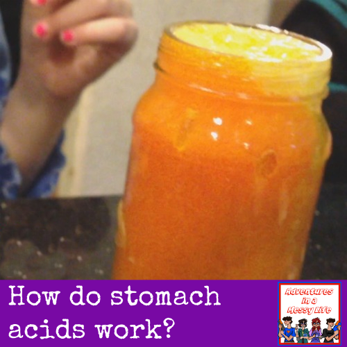 How do stomach acids work science biology anatomy 4th 5th