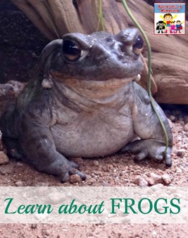 Learn about frogs
