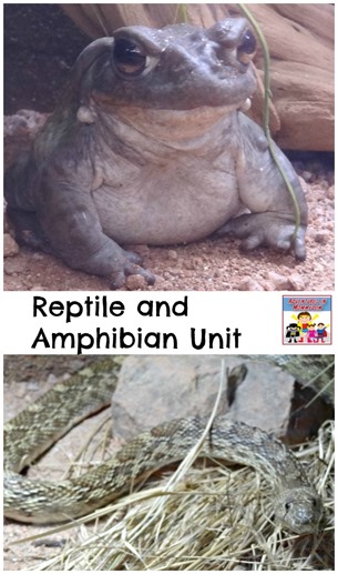 Reptile and Amphibian unit