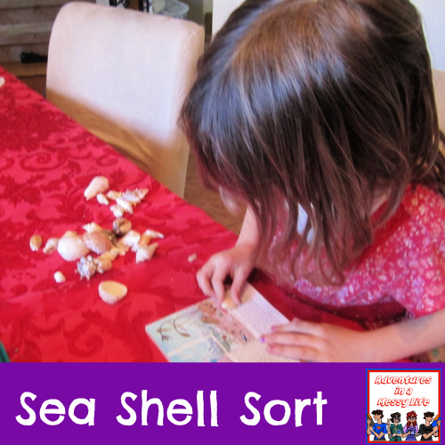 Sea Shell Sort science lesson swimming creatures kinder 1st 3rd