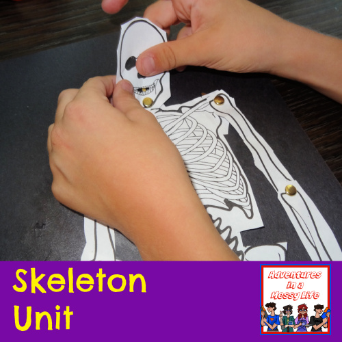 Skeleton Unit science anatomy 3rd 4th 5th