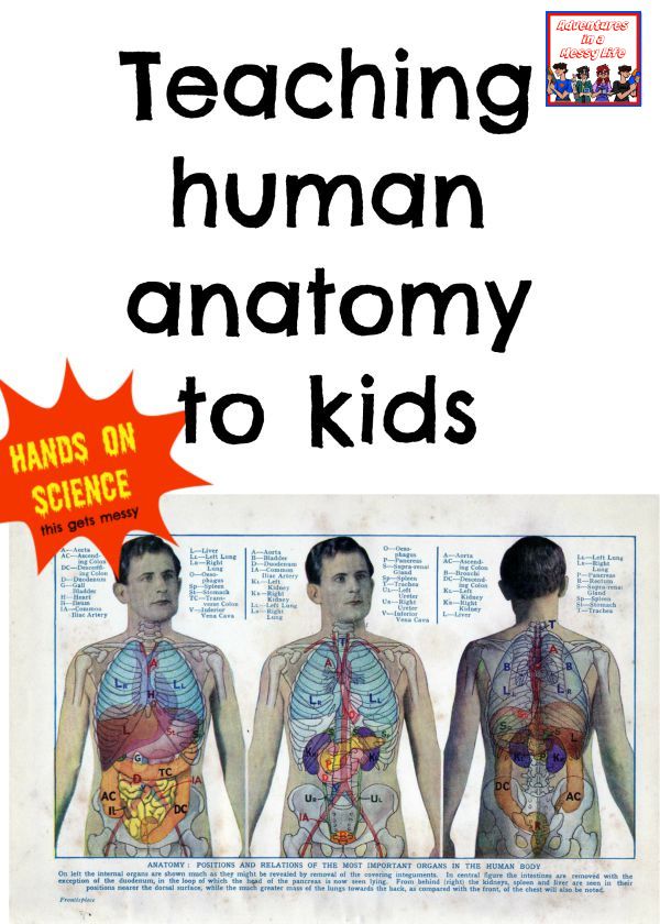 Teaching-human-anatomy-to-kids