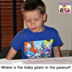 Where is the baby plant in the peanut