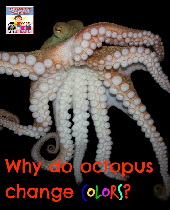 why do octopus change colors