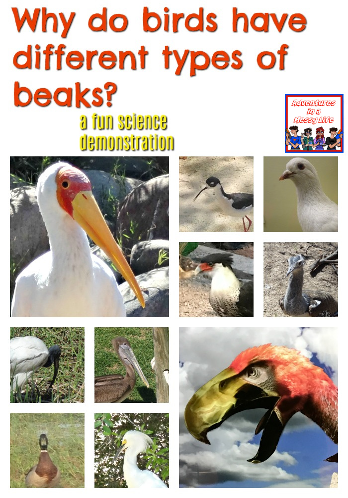 bird beak science experiment