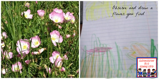 easy-nature-study-observe-and-draw-a-flower