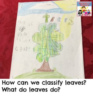 examining leaves botany lesson