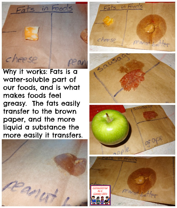 fats in foods experiment