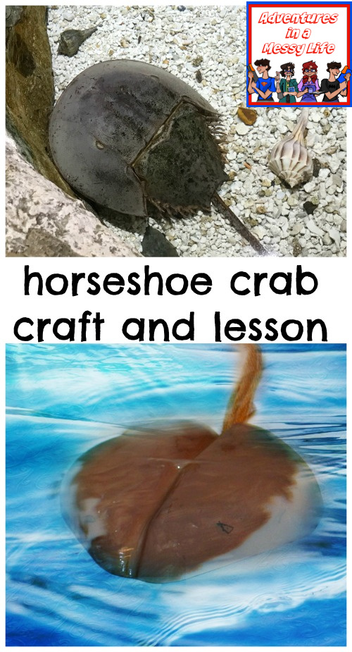 horseshoe-crab-craft-and-lesson
