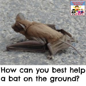 how can you help a bat on the ground