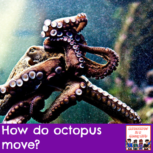 how do octopus move science swimming creatures biology kinder 1st