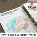 how does our brain work for elementary