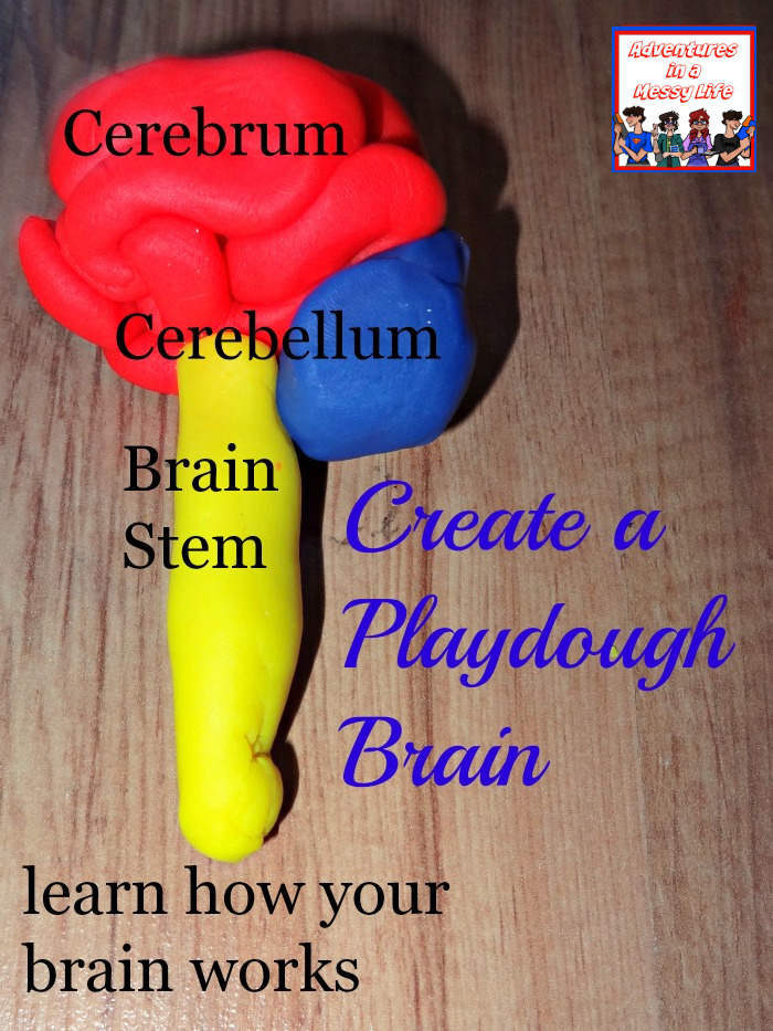 how to make a play dough brain