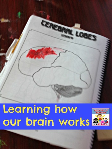 how our brain works
