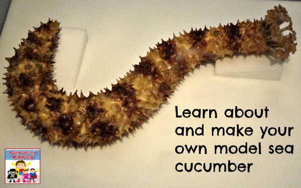 learn about sea cucumbers