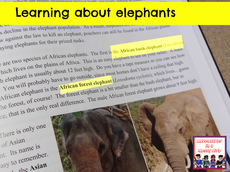 learning about elephants