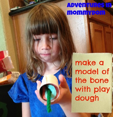 make a model of the bone with play dough