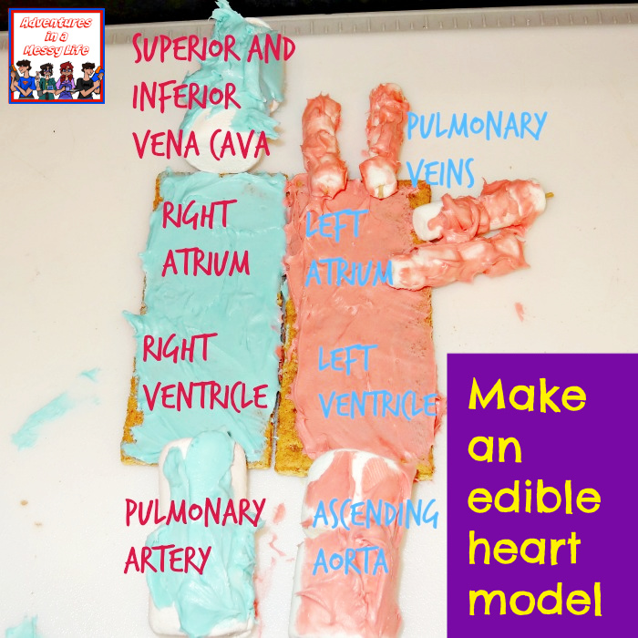make an edible heart model science anatomy biology 3rd