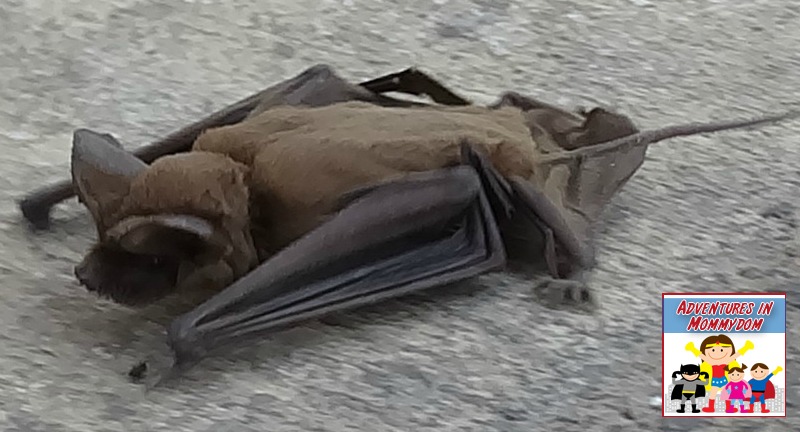 mexican free-tailed bats in Austin texas