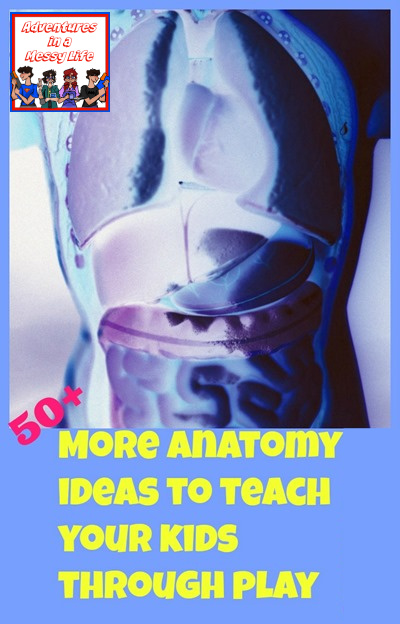 more-anatomy-ides-to-teach-your-kids-about-the-body