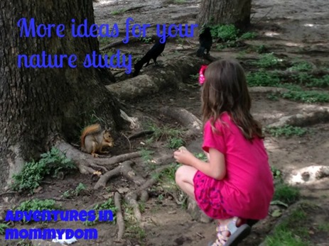 more ideas for your nature study