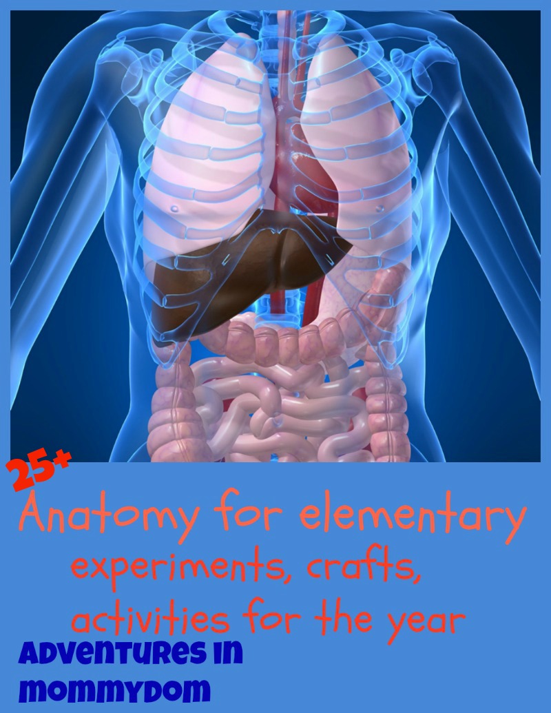anatomy ideas for elementary