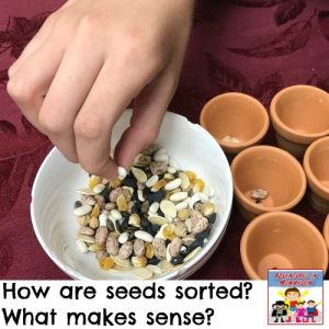 seed sorting lesson for kids preschool kindergarten