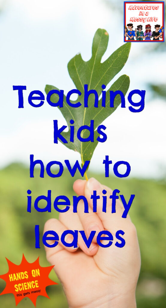teaching kids how to identify leaves