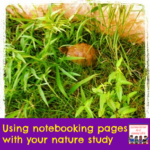using notebooking pages with your nature study science homeschool how to 1st
