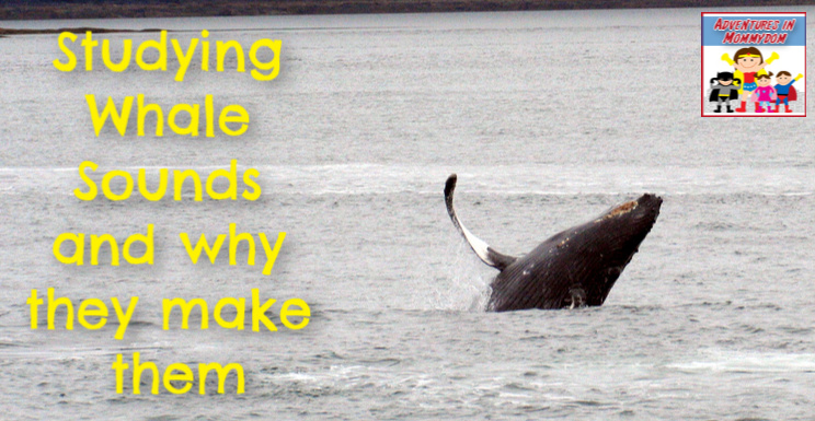 whale sounds and why they make them