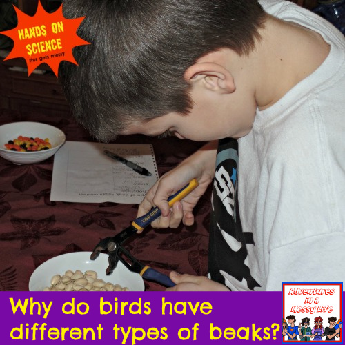 why do birds have different types of beaks
